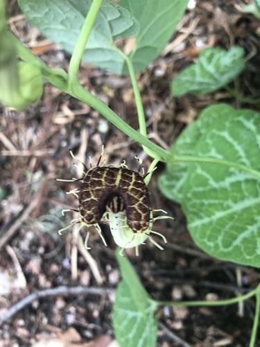 Aristolochia fimbriata