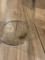 Thereuonema tuberculata