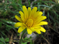 Hyoseris radiata