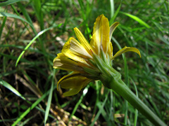 Hyoseris radiata