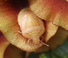 Humria bimaculicollis