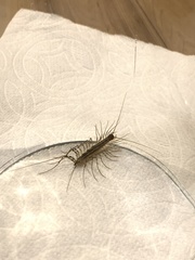 Thereuonema tuberculata