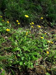 Hyoseris radiata
