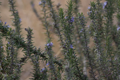 Salvia rosmarinus