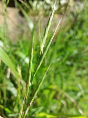 Brachypodium distachyon