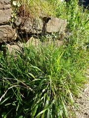 Brachypodium distachyon