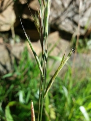 Brachypodium distachyon