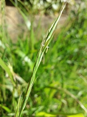 Brachypodium distachyon