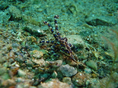 Hapalochlaena maculosa