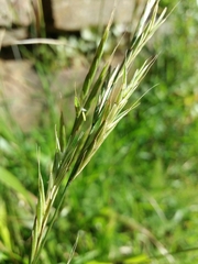 Brachypodium distachyon