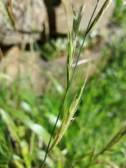 Brachypodium distachyon