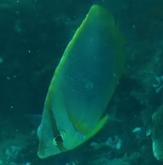 Chaetodon aureofasciatus