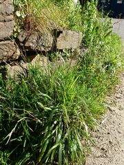 Brachypodium distachyon