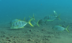 Gnathanodon speciosus