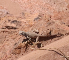 Pseudotrapelus sinaitus
