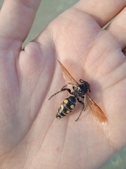 Campsomeris bistrimacula