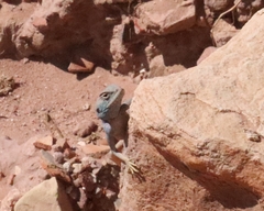 Pseudotrapelus sinaitus