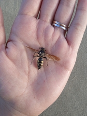 Campsomeris bistrimacula