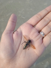 Campsomeris bistrimacula