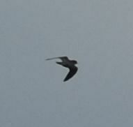 Falco columbarius