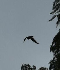 Falco columbarius
