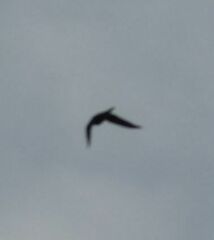 Falco columbarius