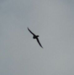 Falco columbarius