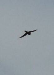 Falco columbarius