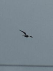 Falco columbarius