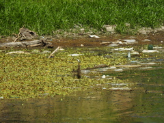 Fluvicola albiventer