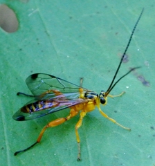 Echthromorpha agrestoria