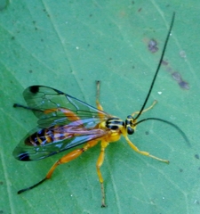 Echthromorpha agrestoria