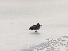 Sibirionetta formosa