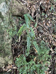 Rubus swinhoei