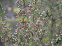 Rumex japonicus
