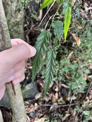 Rubus swinhoei
