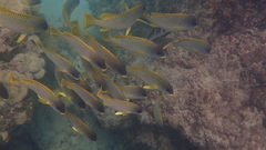 Plectorhinchus gaterinus