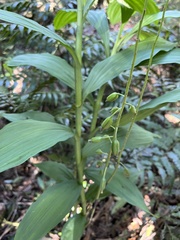 Cephalantheropsis obcordata