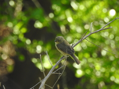 Sporophila caerulescens