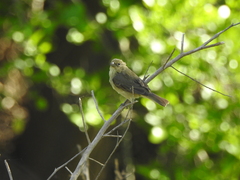 Sporophila caerulescens