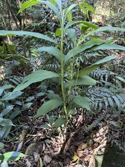 Cephalantheropsis obcordata