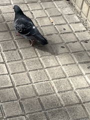 Columba livia domestica