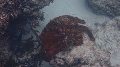 Octopus cyanea