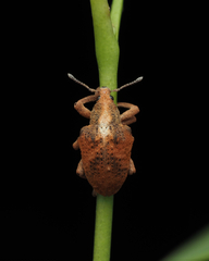 Gonipterus