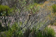 Lichenostomus cratitius