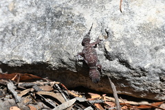 Underwoodisaurus milii