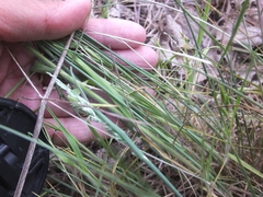 Puccinia brachypodii