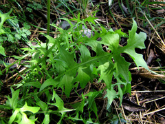 Hyoseris radiata