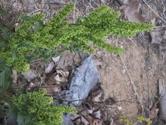 Rumex patientia