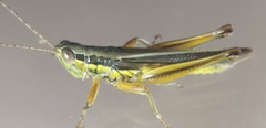 Oxyini